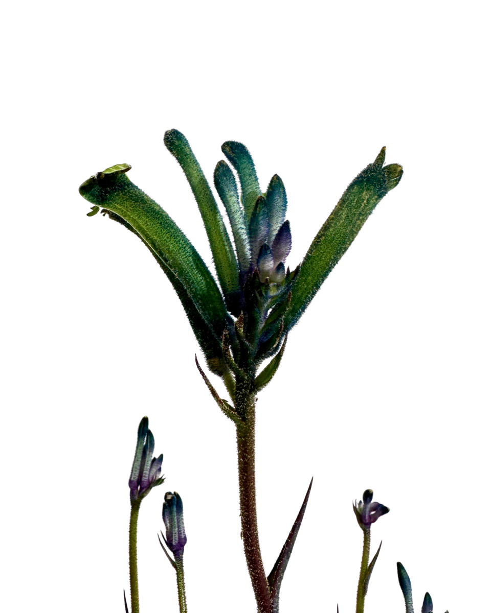 Kangaroo Paw Celebrations Masquerade, close view of the flowers