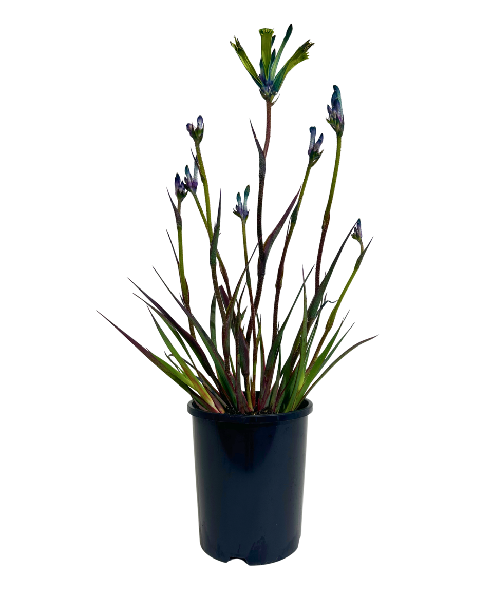 Kangaroo Paw Celebrations Masquerade in a 140mm pot