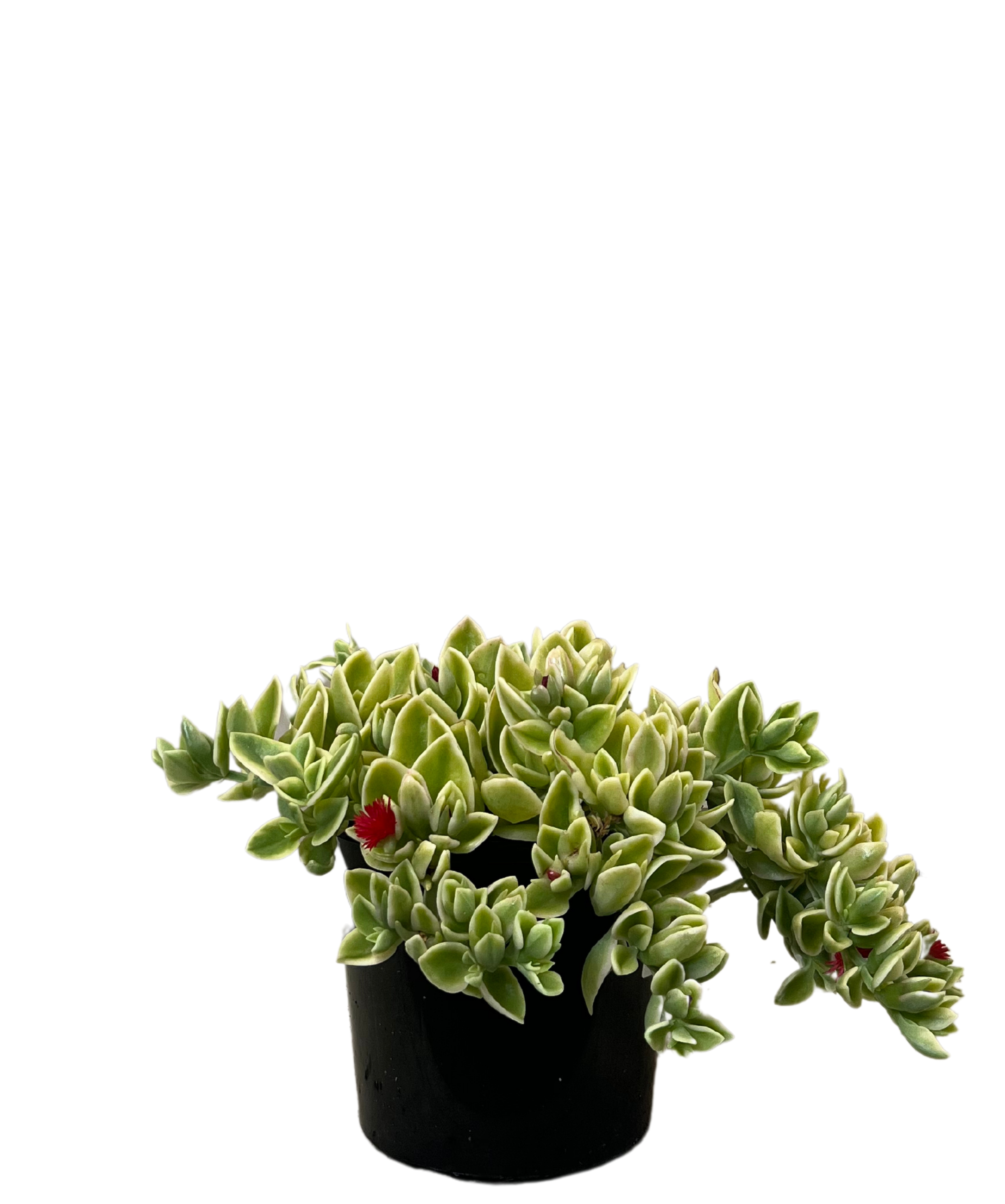 Baby Sunrose Variegated - Aptenia Cordifolia
