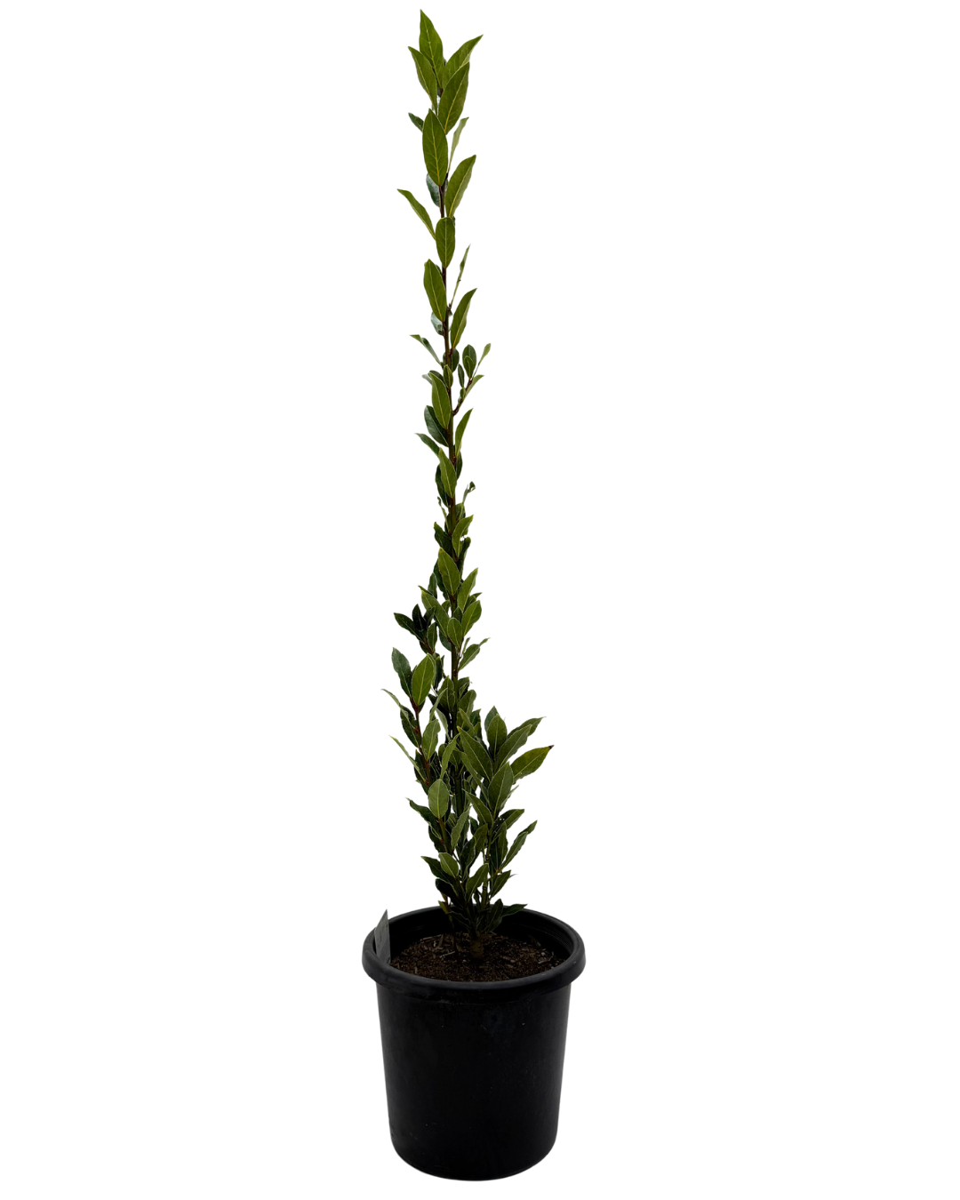 Laurus Nobilis