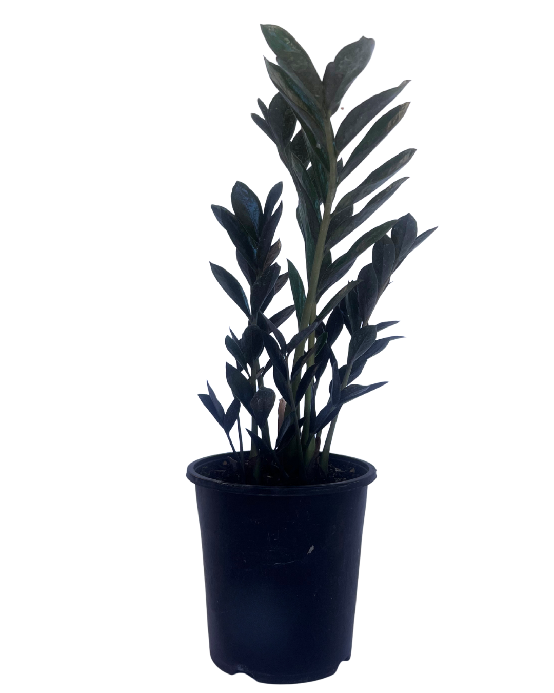 ZZ Plant - Zamioculcas Dark Zamicro