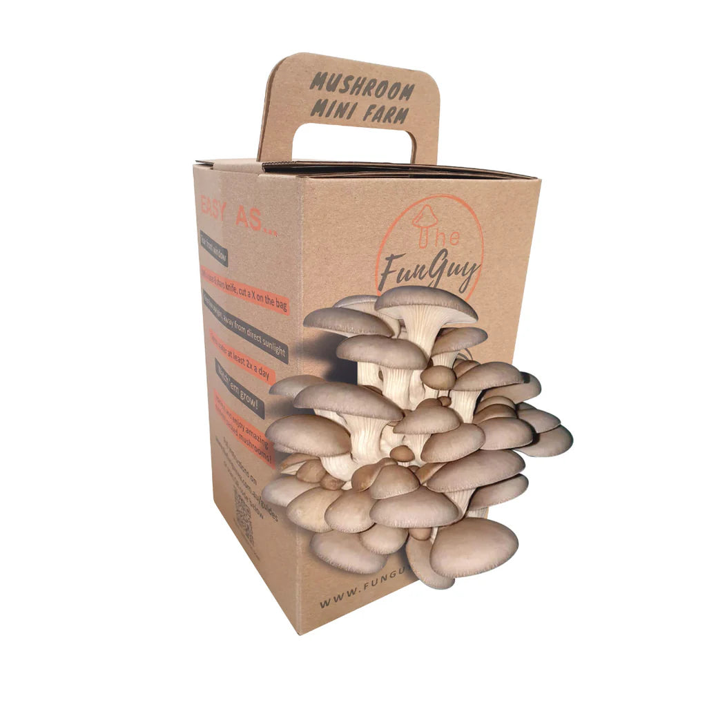 Blue Pearl Oyster Mushroom Kit