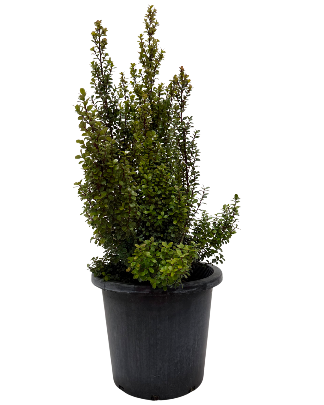 Myrsine Africana