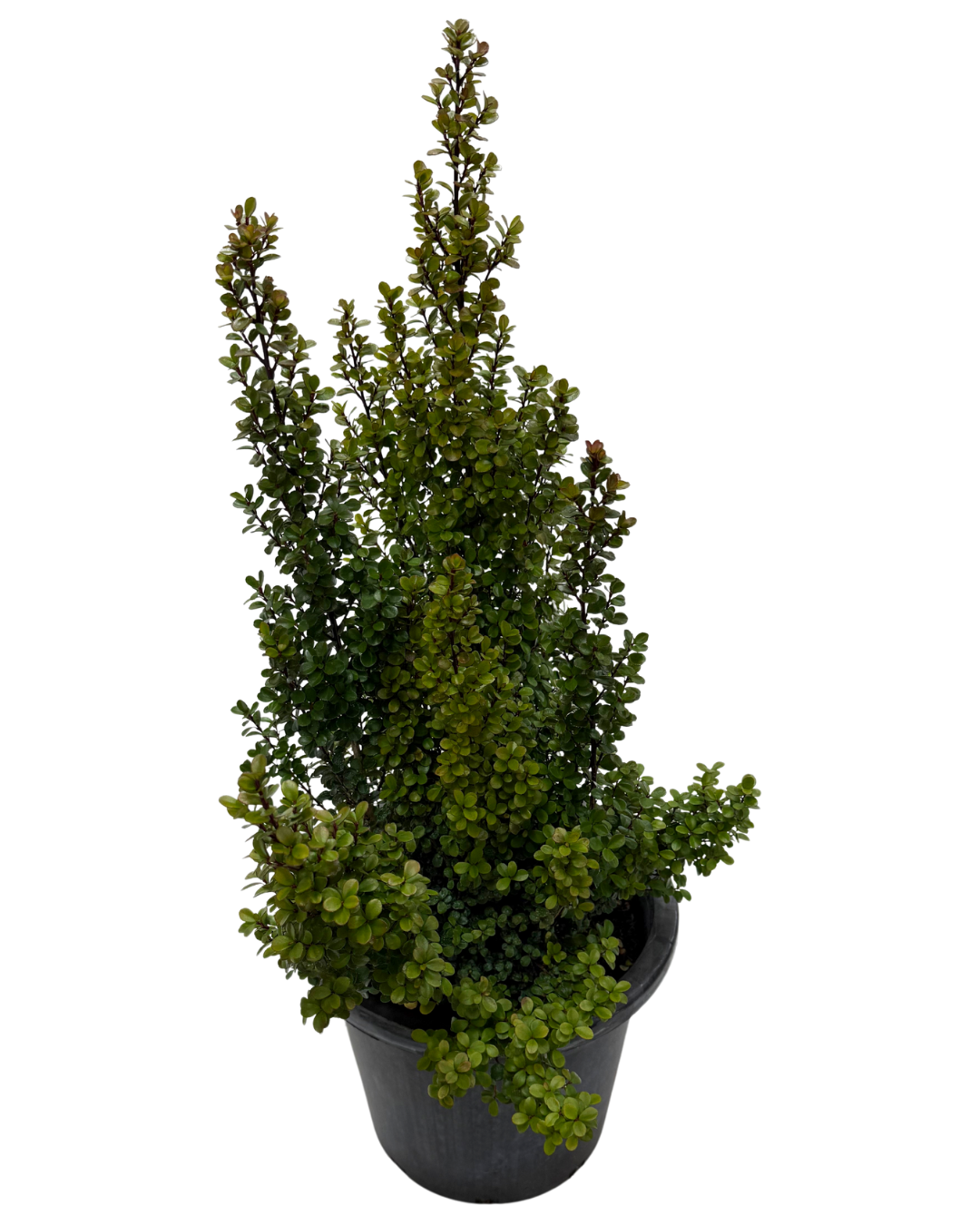 Myrsine Africana