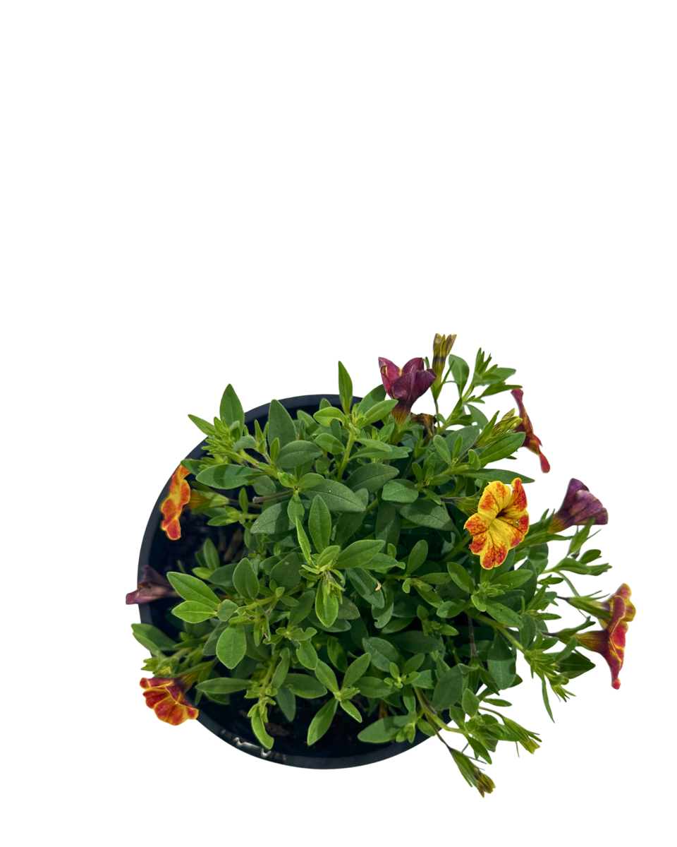 Calibrachoa Diva Orange in a 140mm pot, viewed from above
