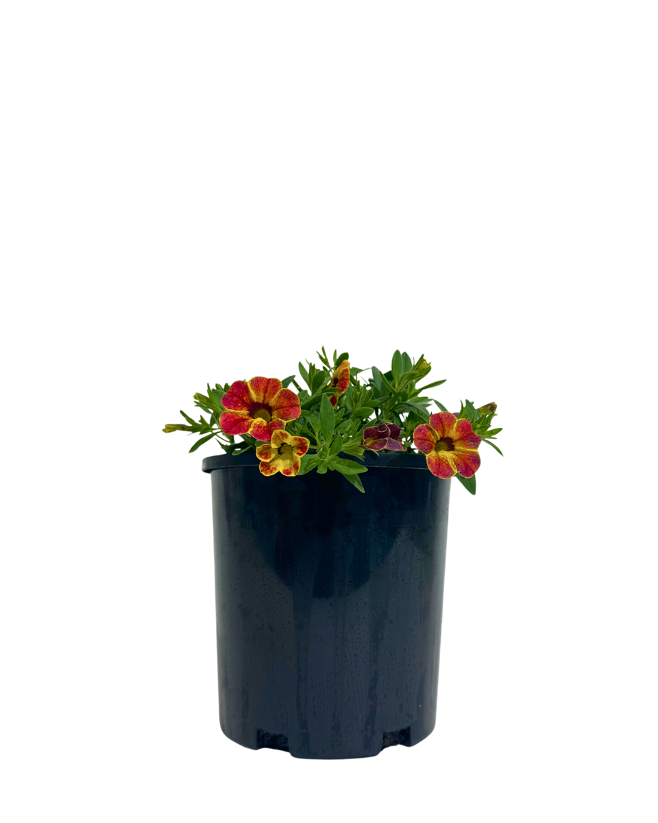 Calibrachoa Diva Orange in a 140mm pot