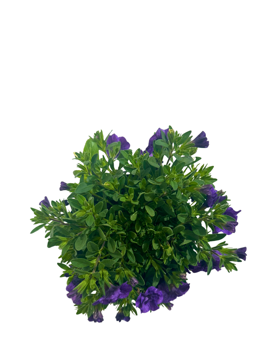 Calibrachoa Rosies Blue in a 140mm pot, viewed from above
