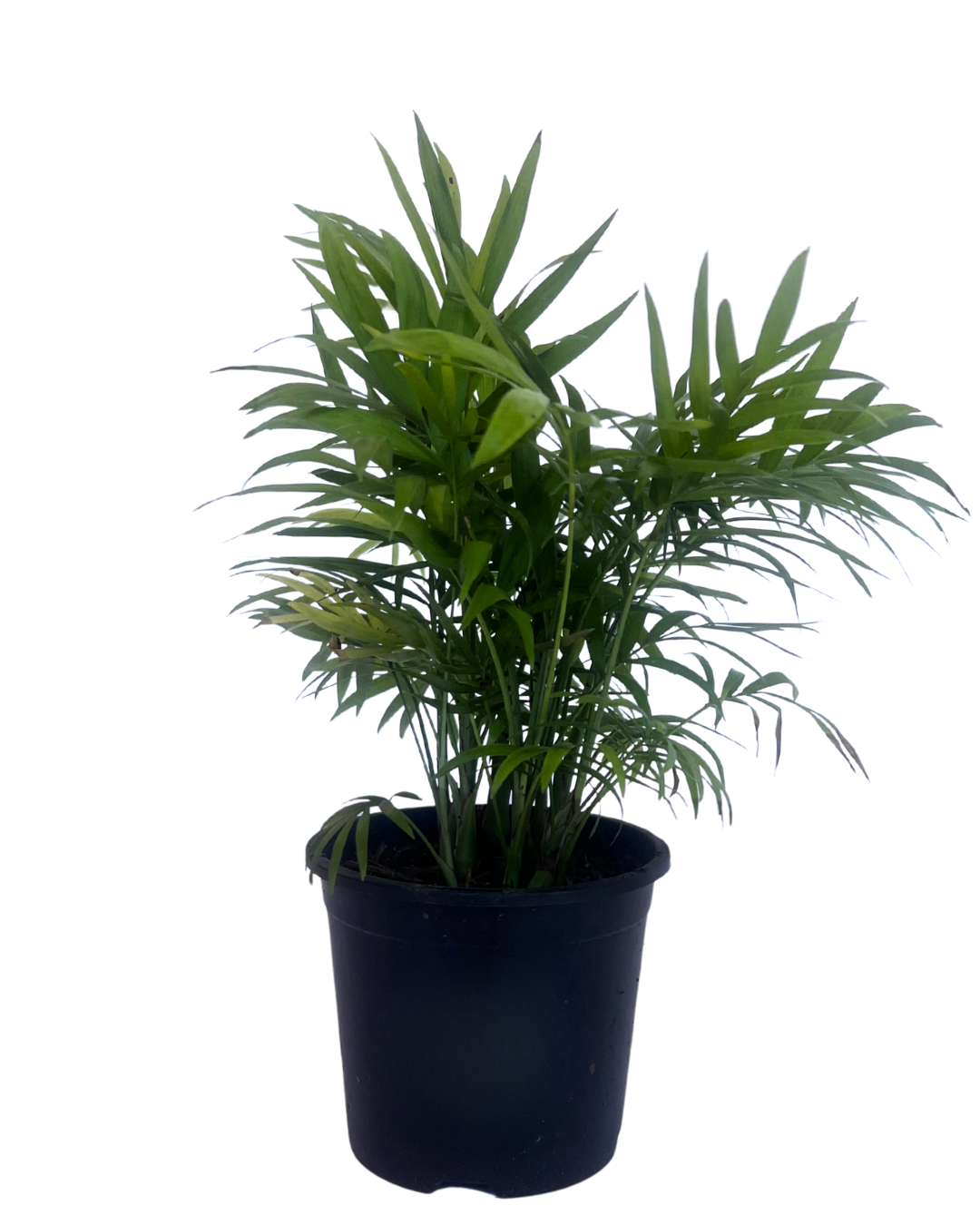 Parlour Palm - Chamaedorea Elegans