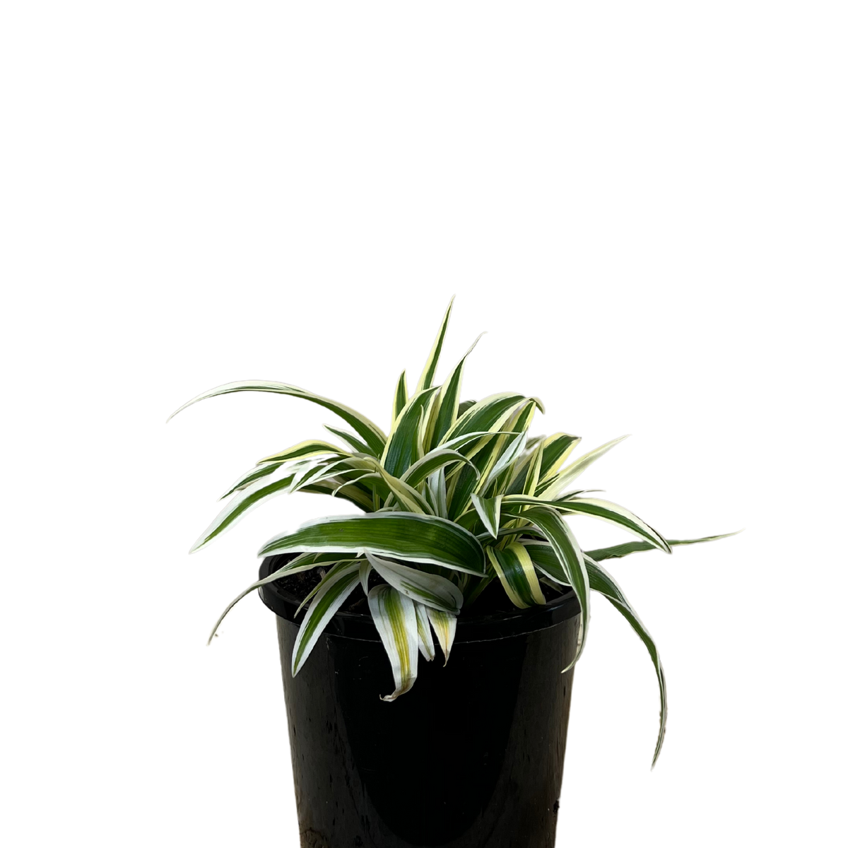 chlorophytum zebrina Spider Plant - Chlorophytum Zebrina | Indoor Plant Perth