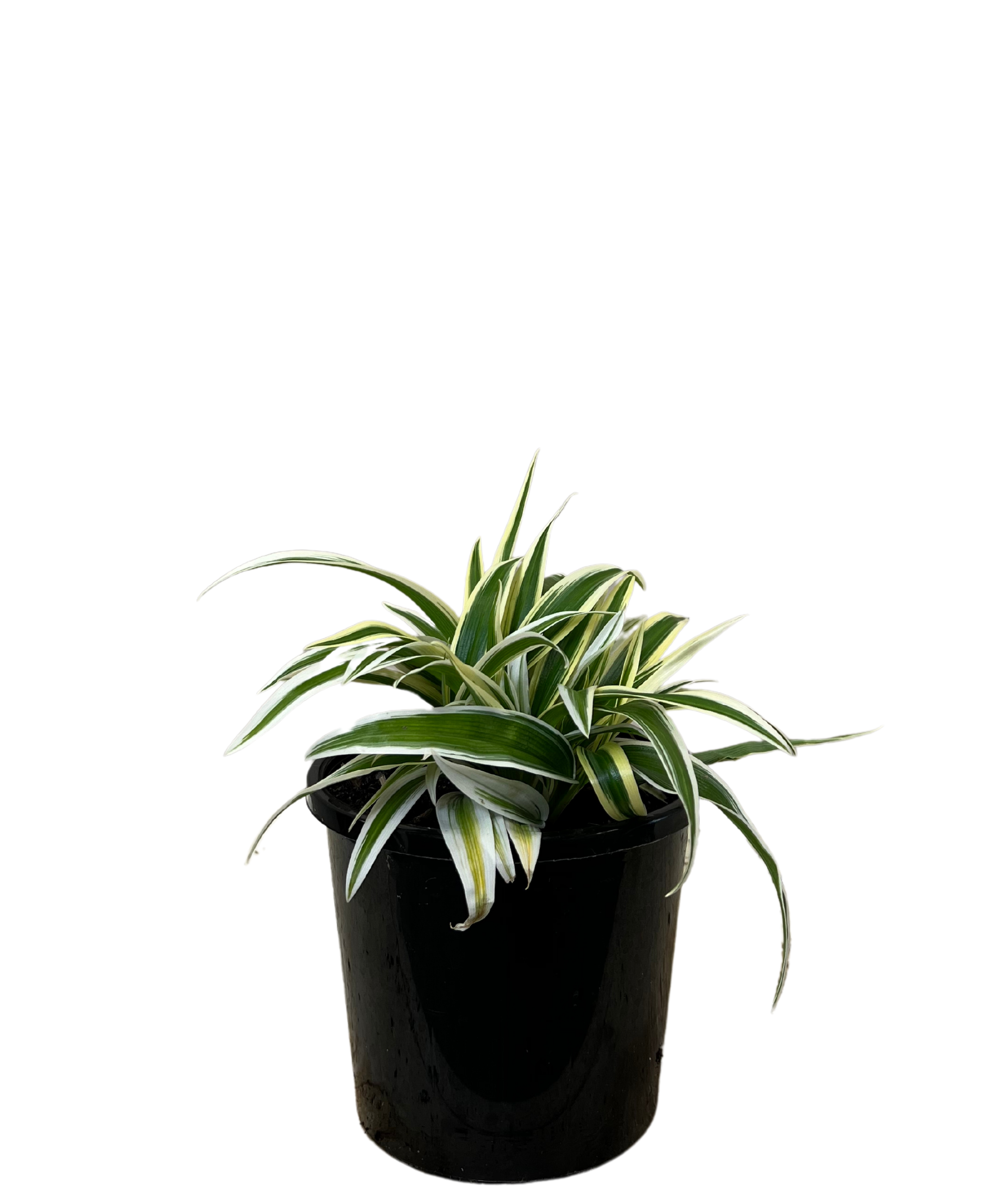 Spider Plant - Chlorophytum Zebrina