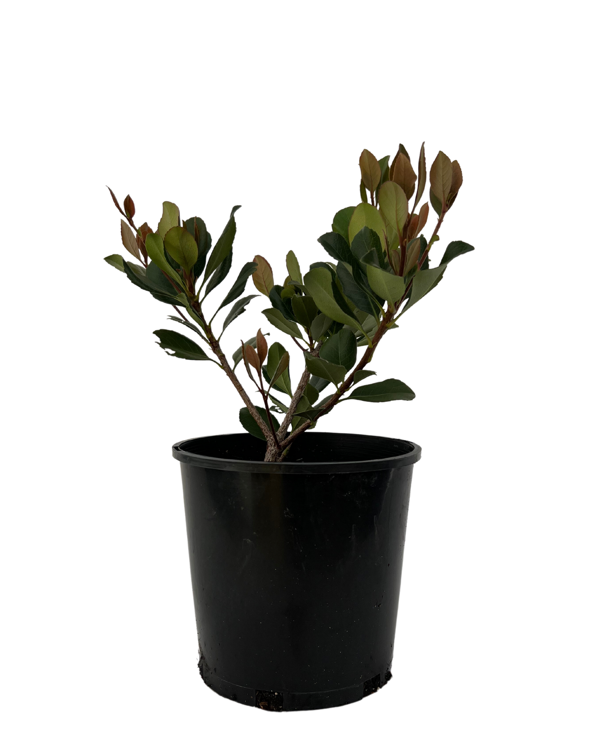 Indian Hawthorn Rhaphiolepis Cosmic Pink