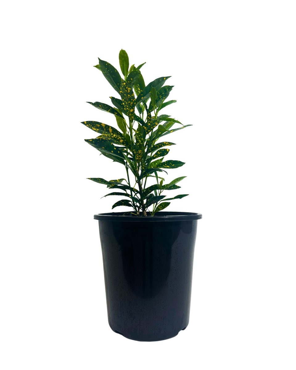 Croton Speckled in a 175mm pot