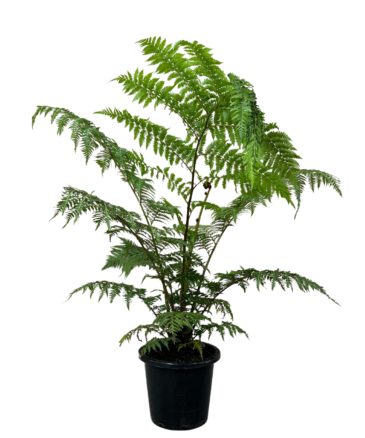 Australian Tree Fern - Cyathea Cooperii | Waldecks