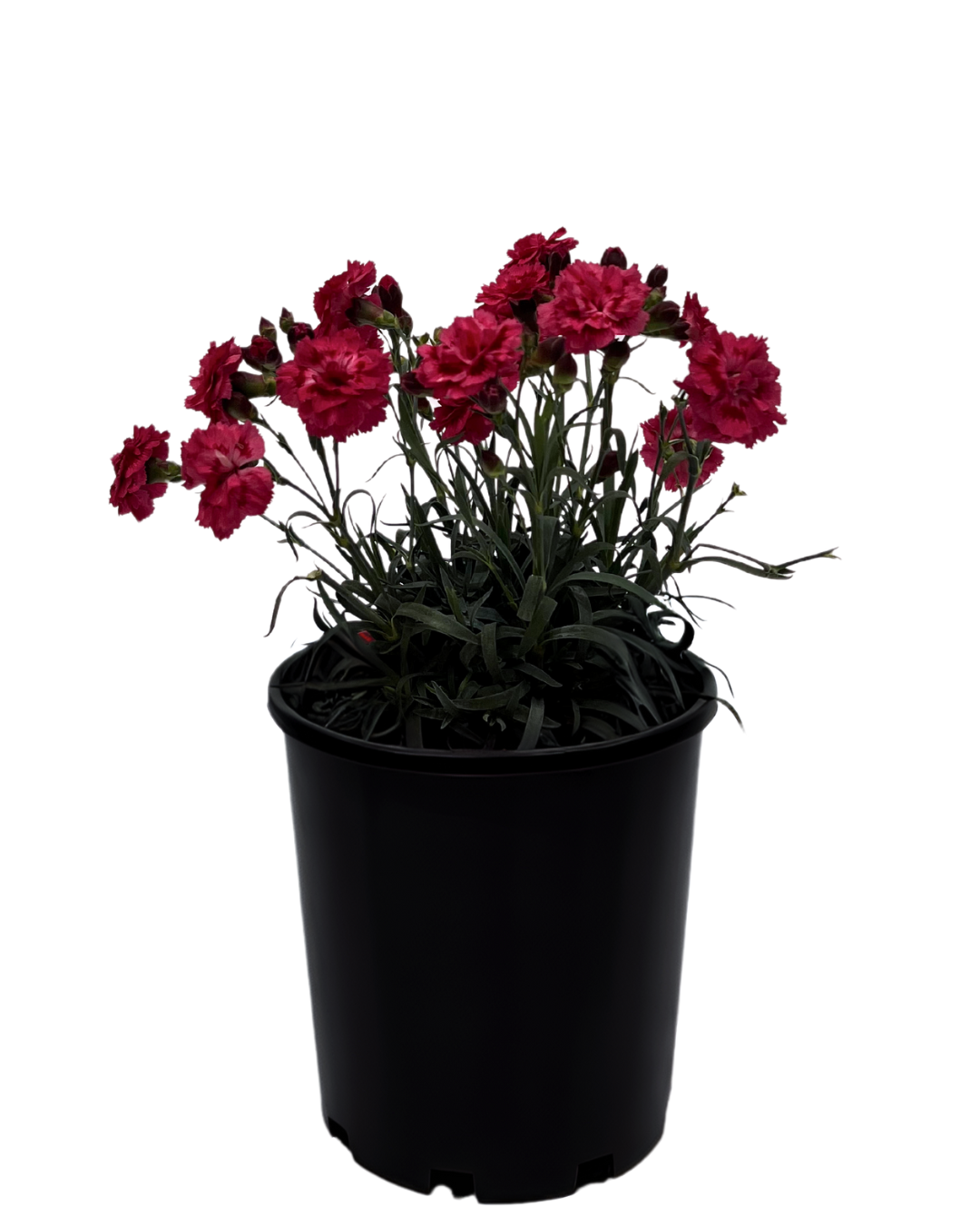 Dianthus Sugar Plum Raspberry