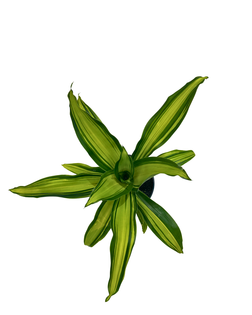 Dracaena Marley viewed from above