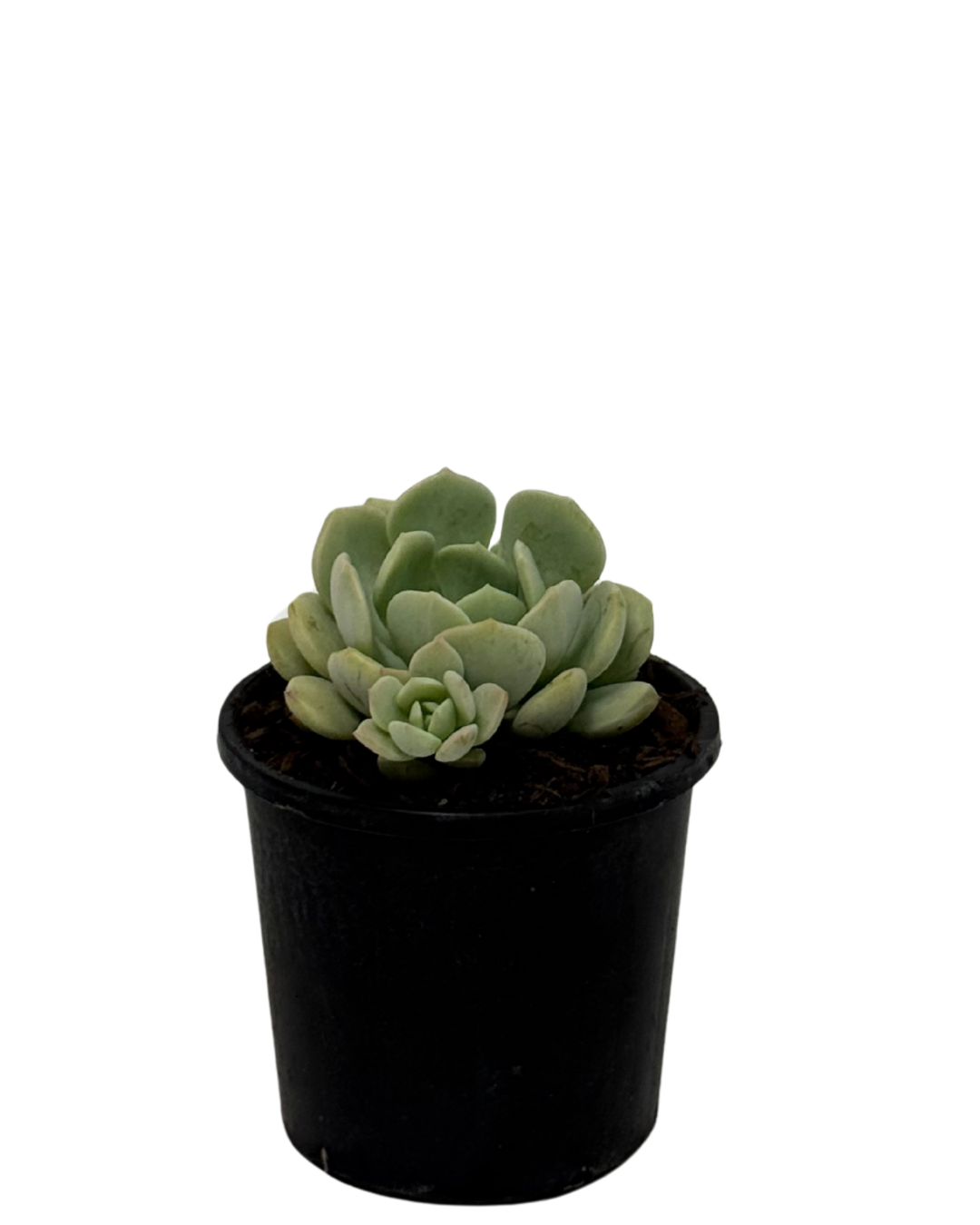 Graptoveria the Grim One