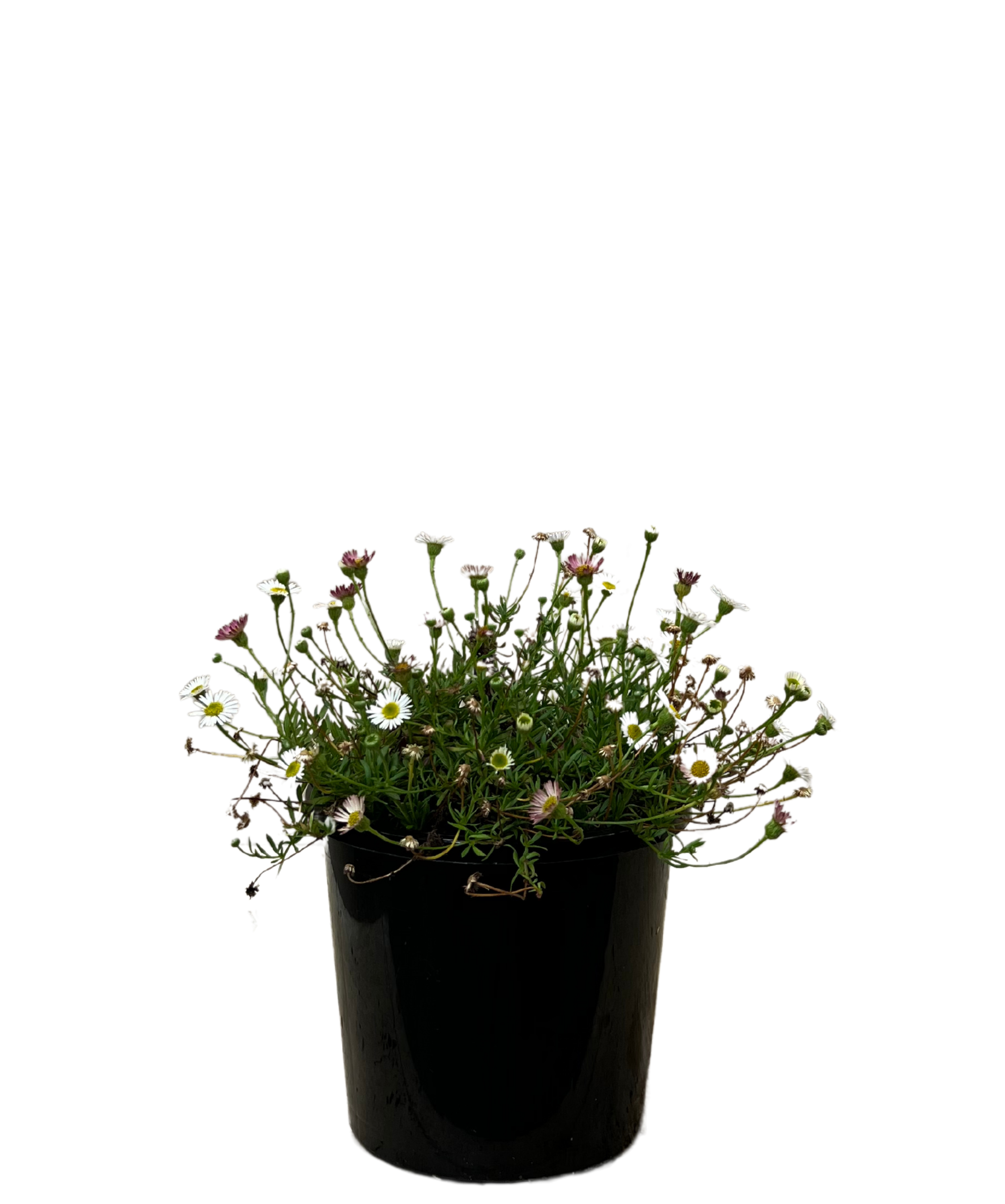 Seaside Daisy - Erigeron Spindrift