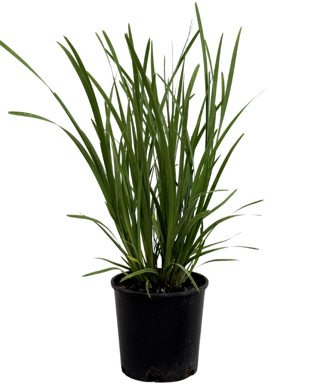 Lomandra Longifolia