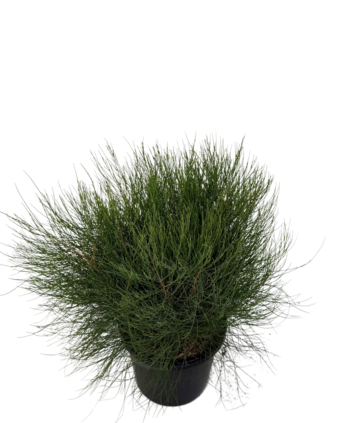 Casuarina Green Wave