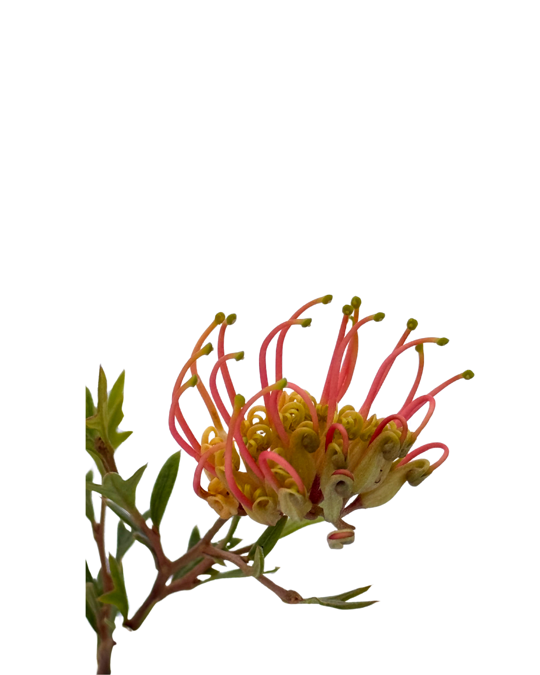 Grevillea Old Gold
