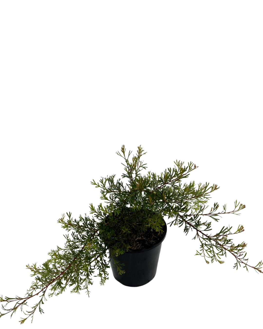 Grevillea Thelemanniana