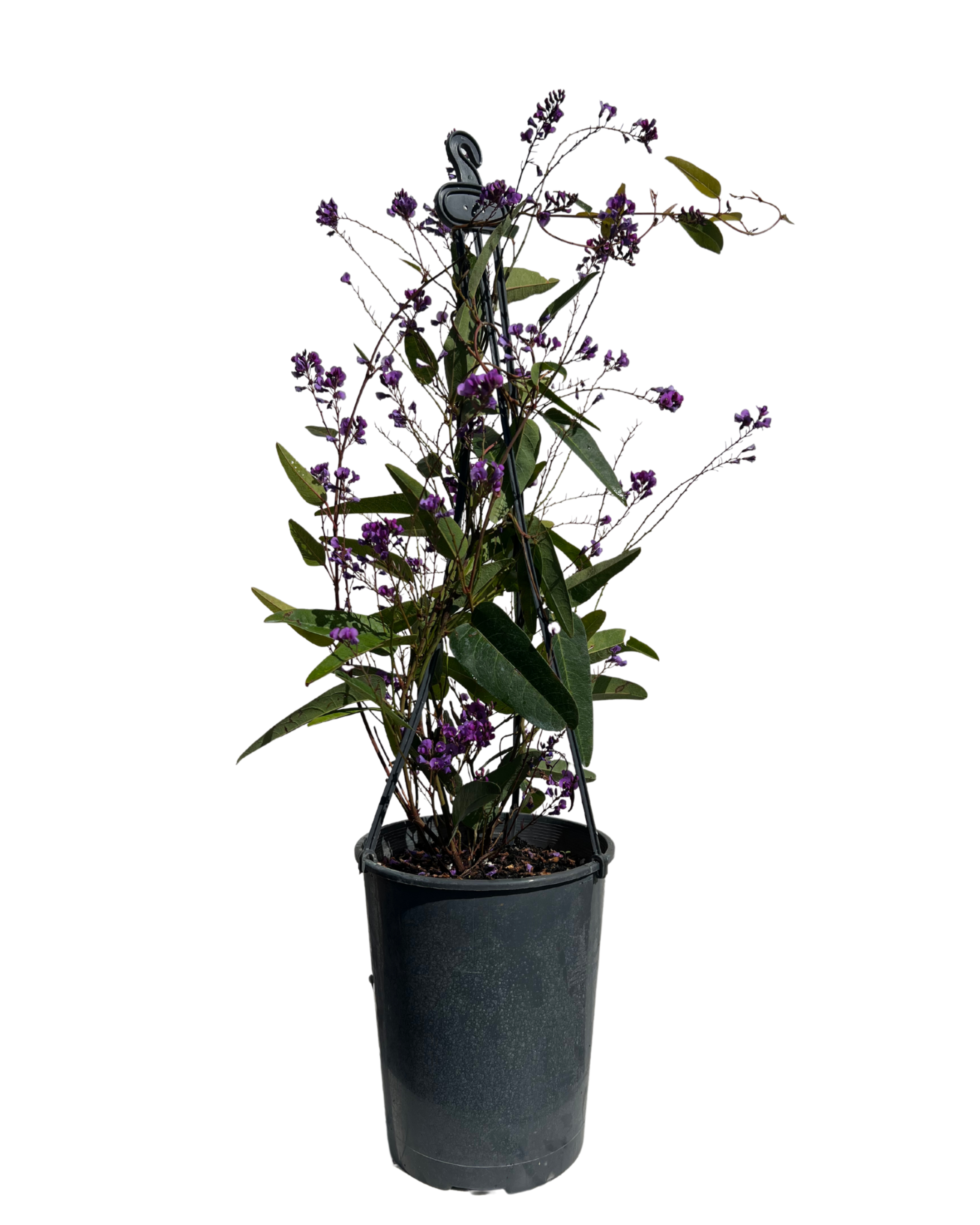 Hardenbergia Happy Wanderer