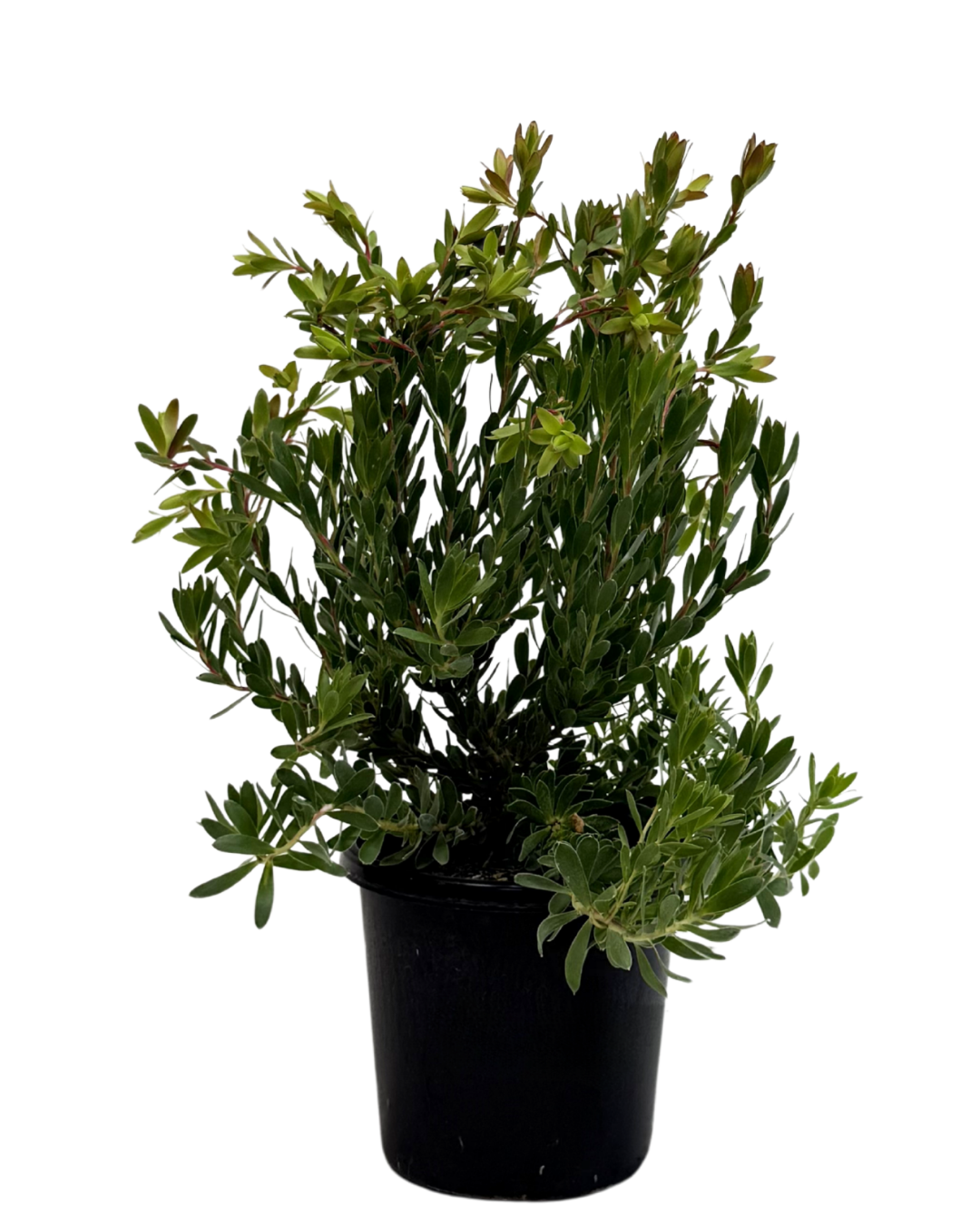 Leucadendron Harvest