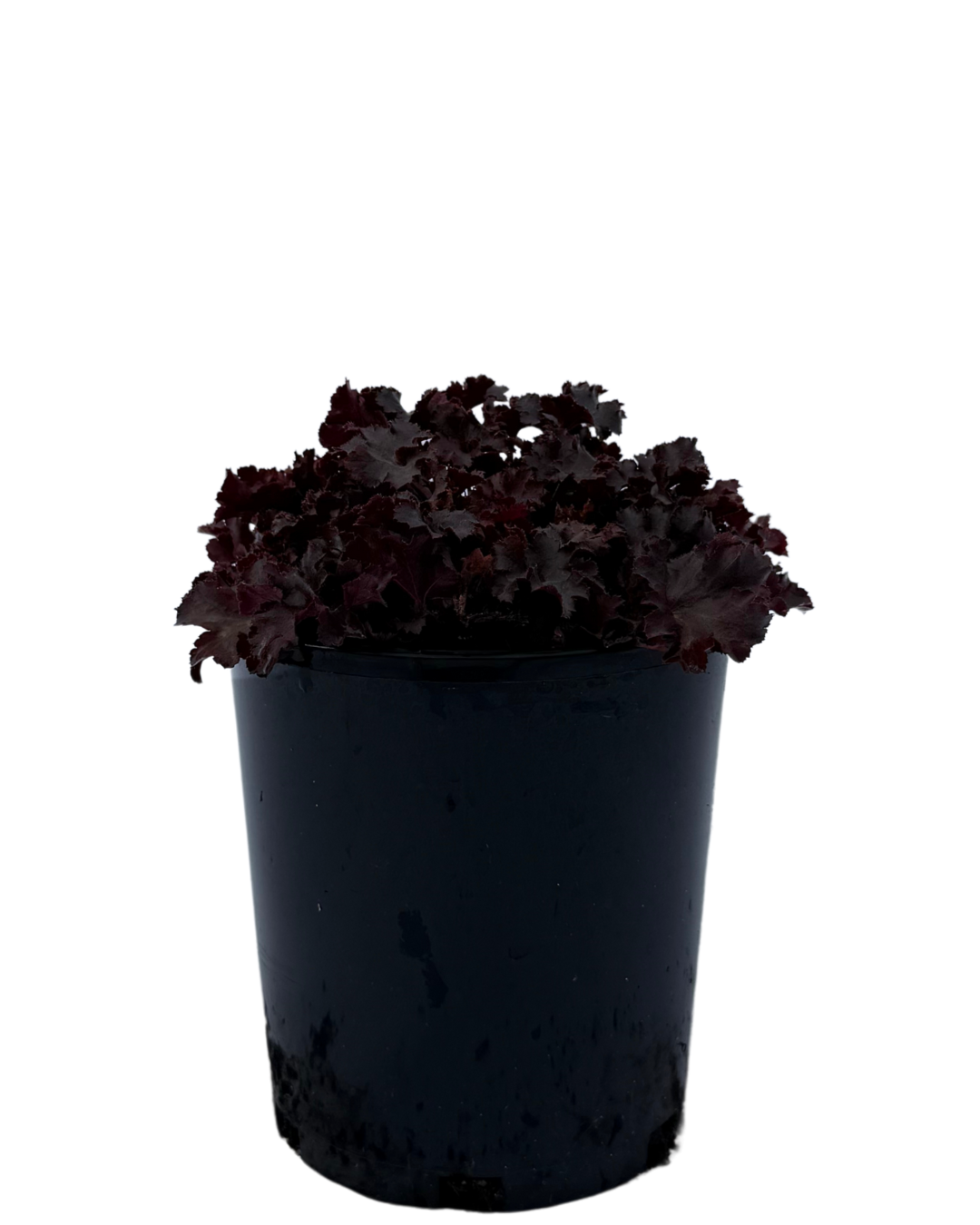 Heuchera Blackberry