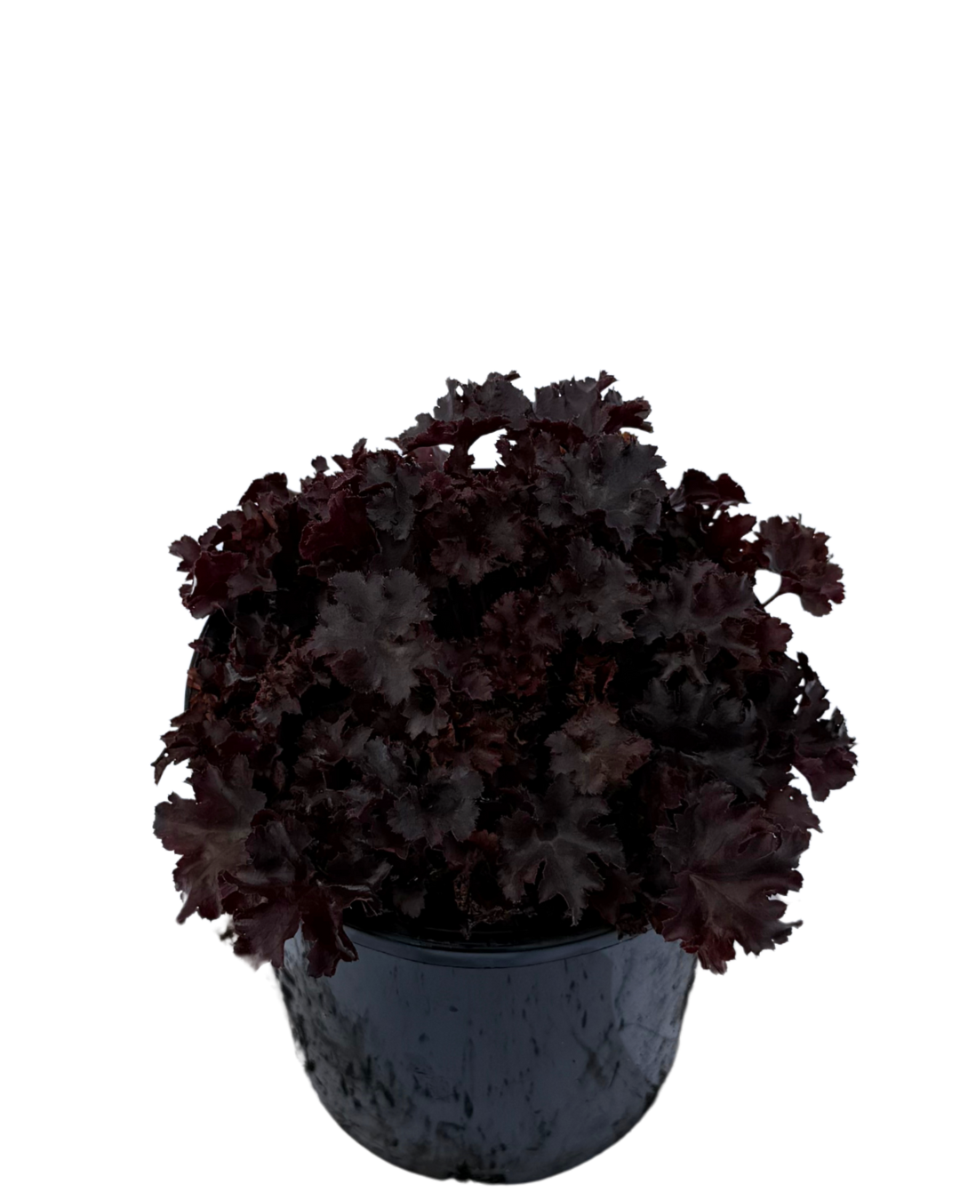 Heuchera Blackberry