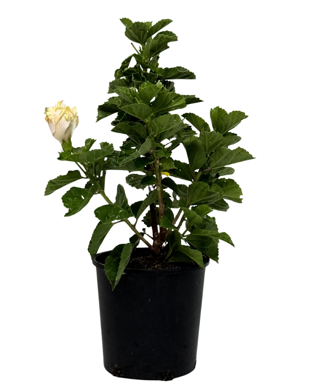 Hibiscus White Kakakua