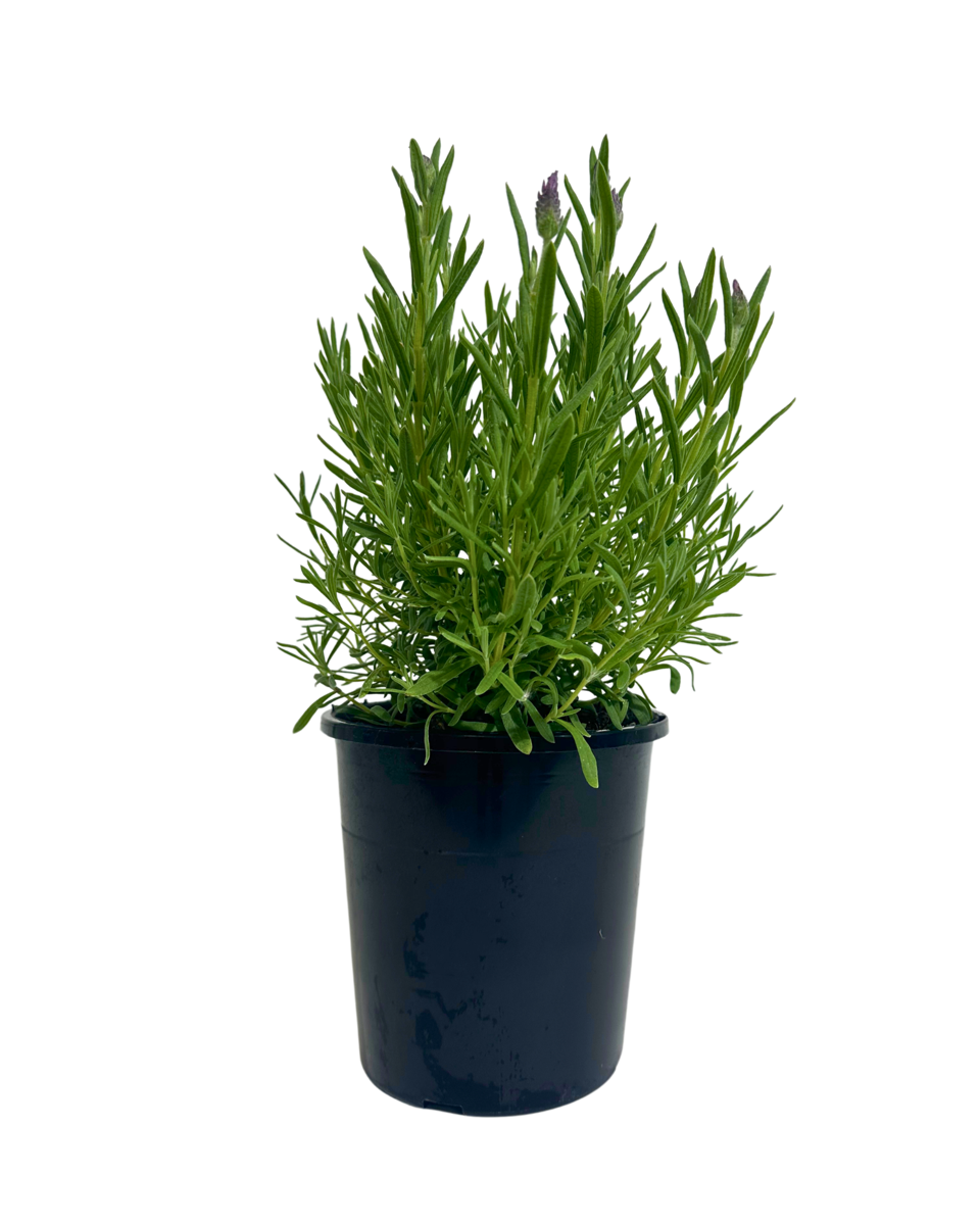 Lavandula Pink Queen in a 140mm pot