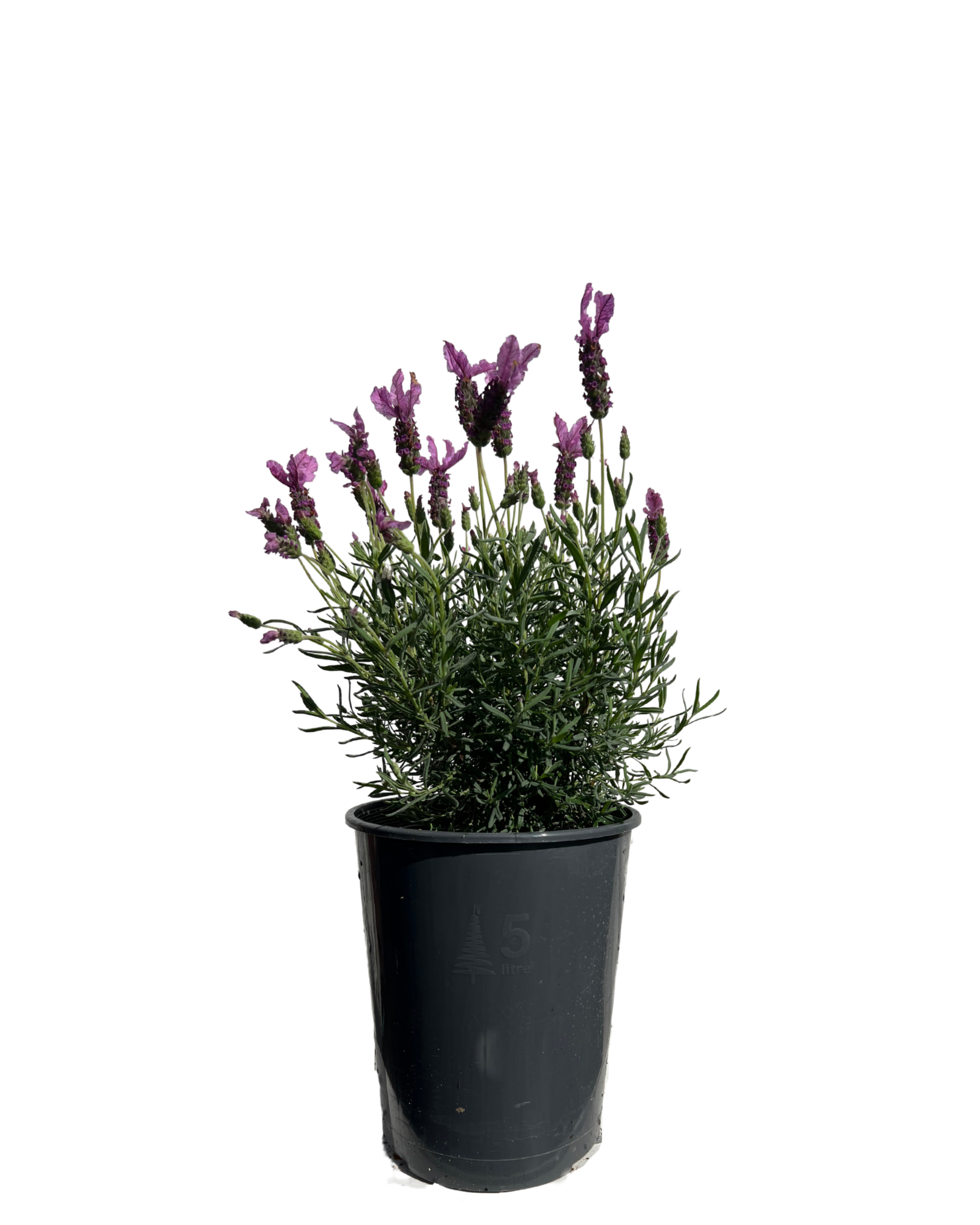 Lavender - Lavandula The Princess