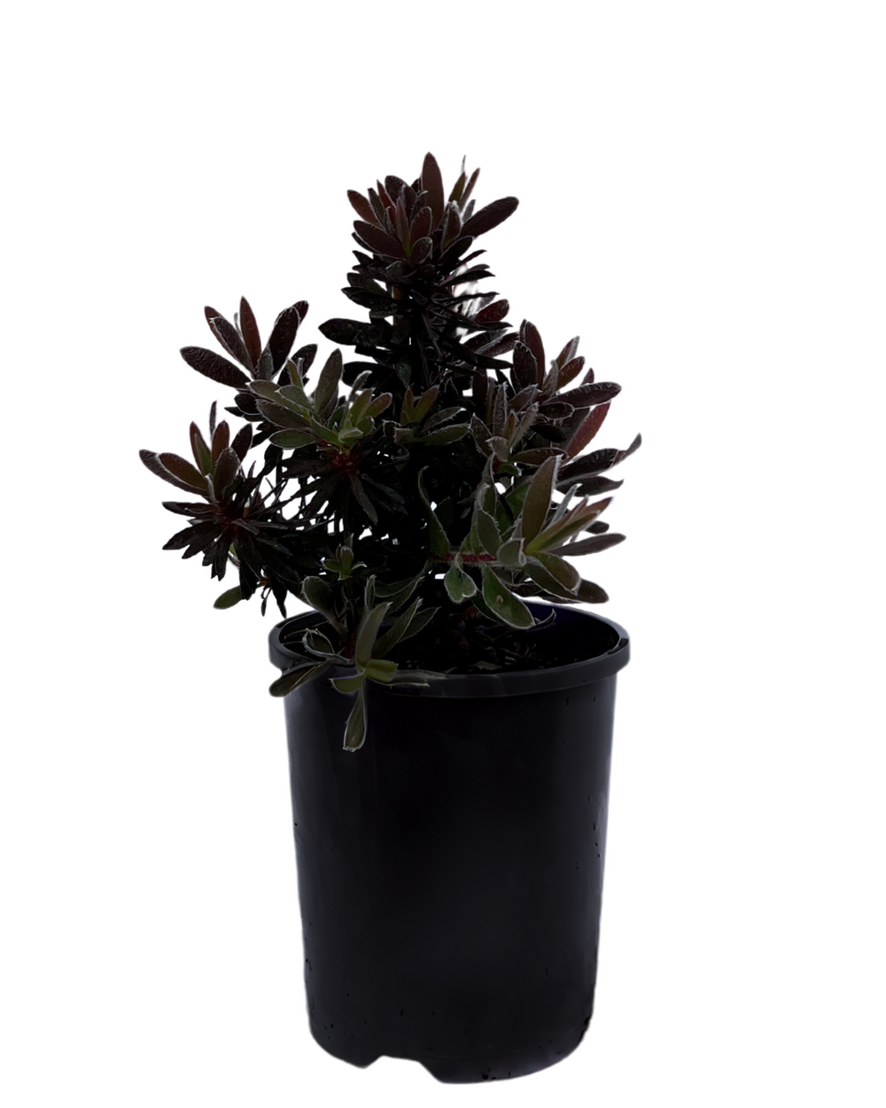 Leucadendron Ebony | Garden Shrub Perth | Waldecks