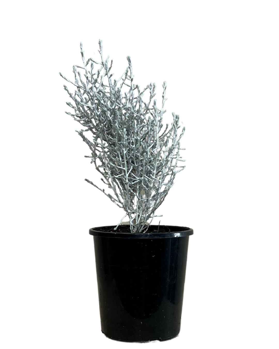Leucophyta Brownii