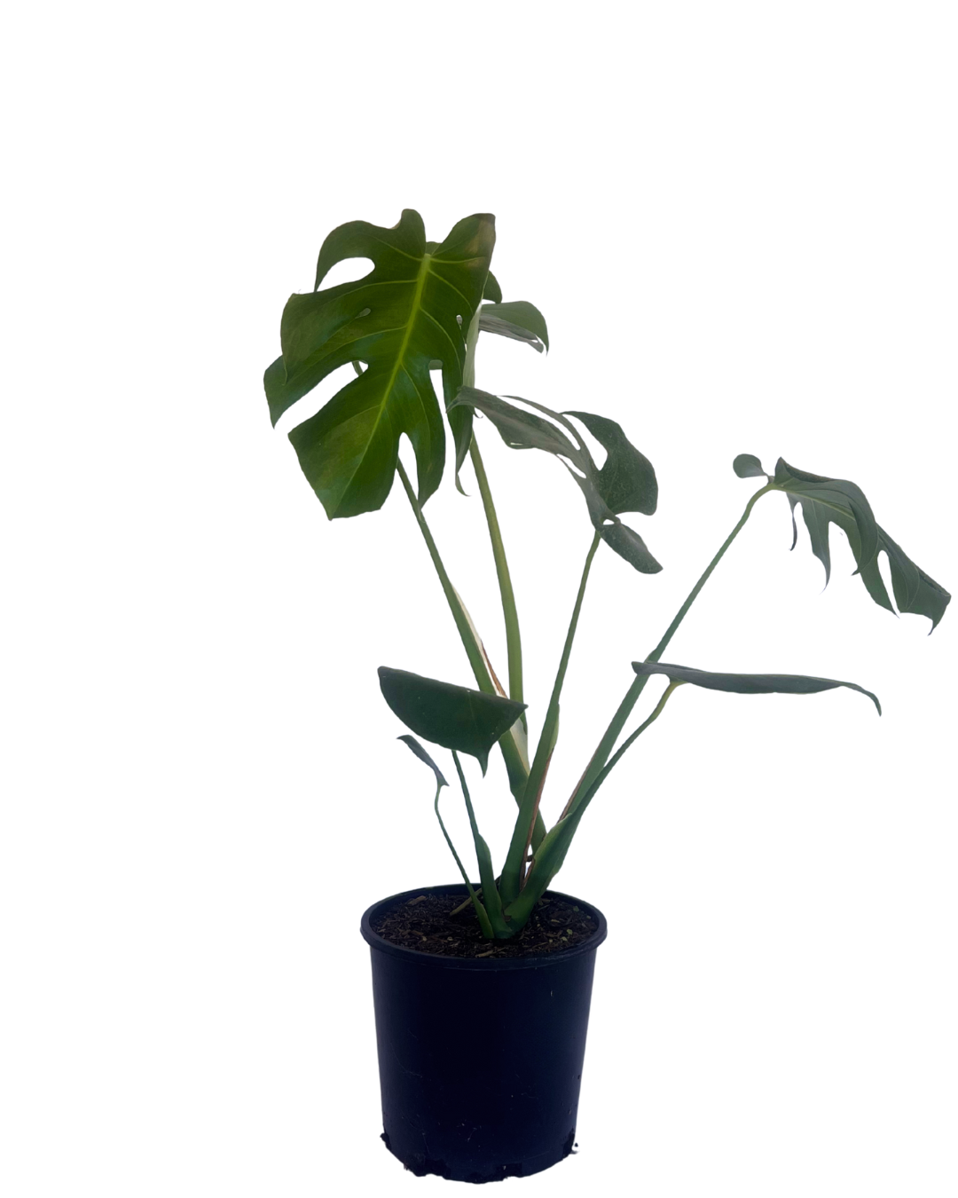 Monstera Deliciosa