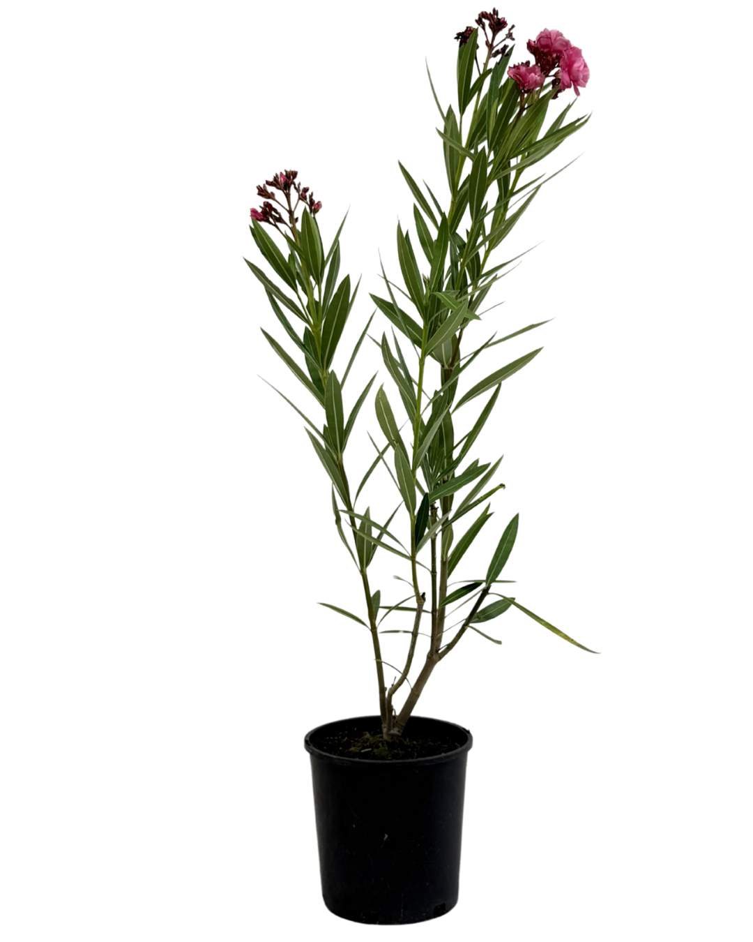Nerium Splendens