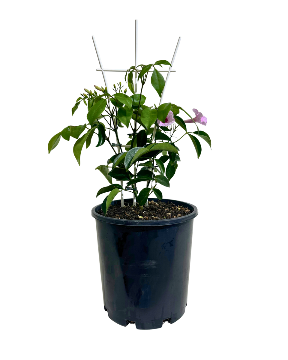 Pandorea Bower of Beauty in a 200mm pot