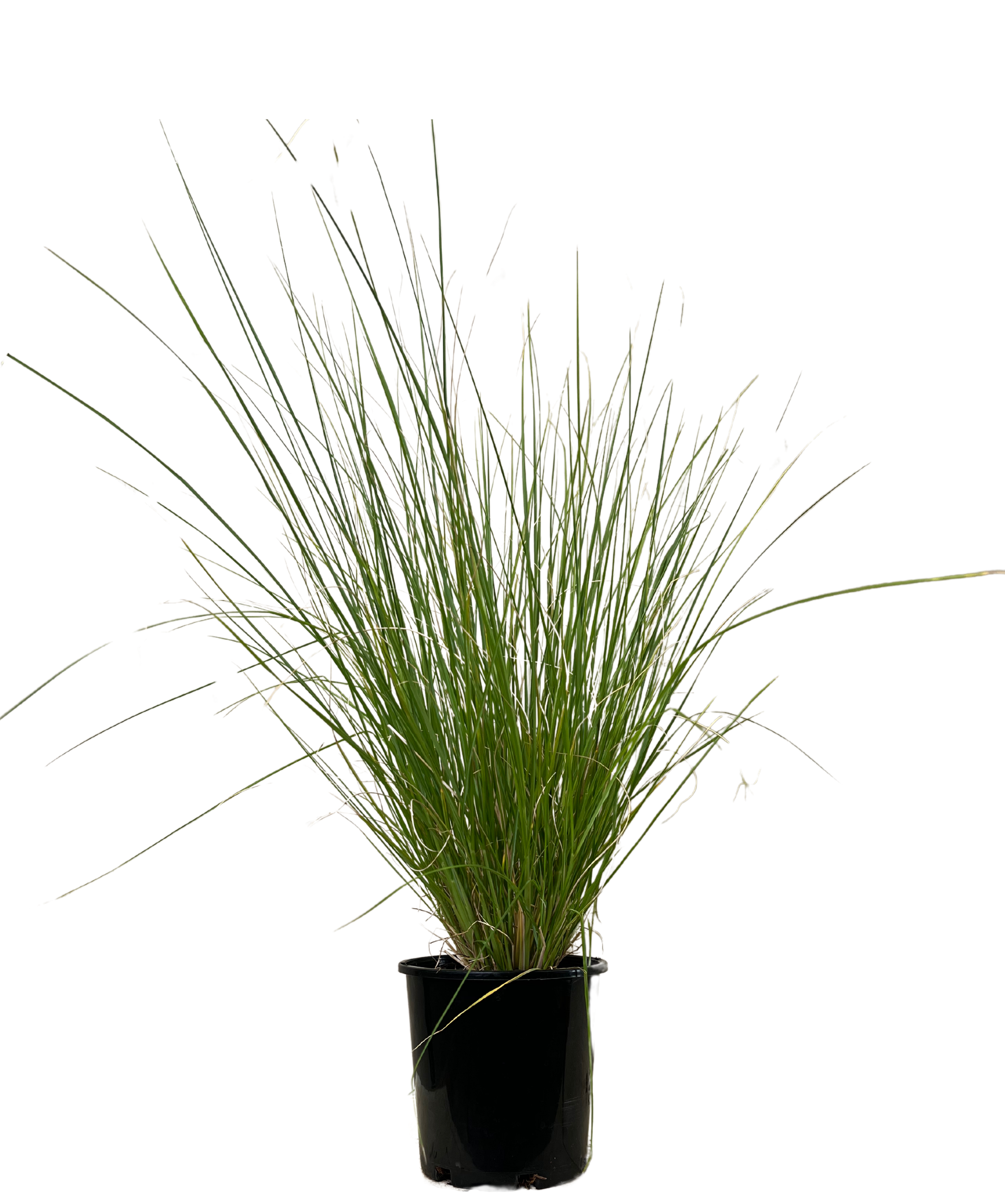 Pennisetum Nafray