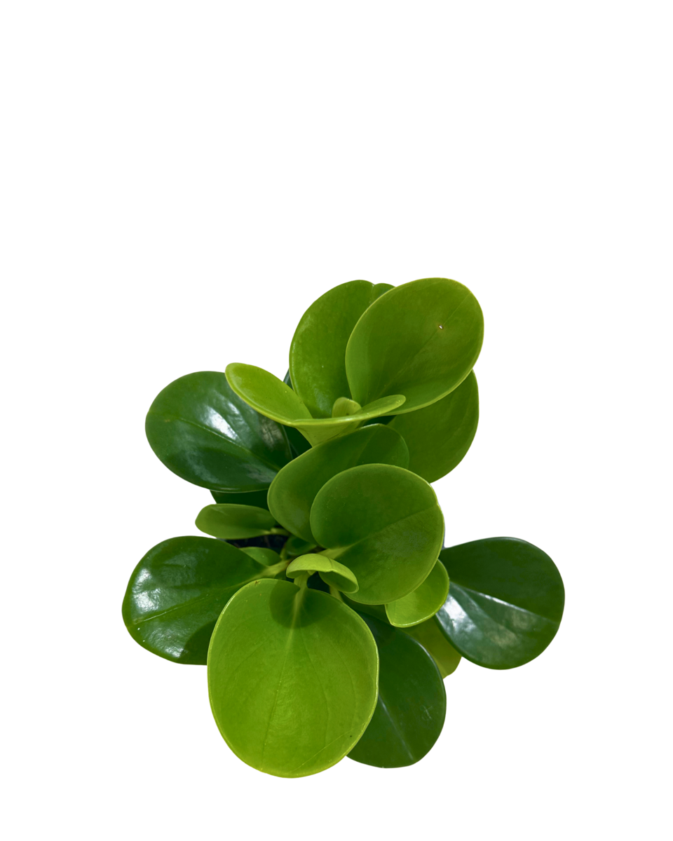 Peperomia Obtusifolia Jade in a 100mm pot, viewed from above