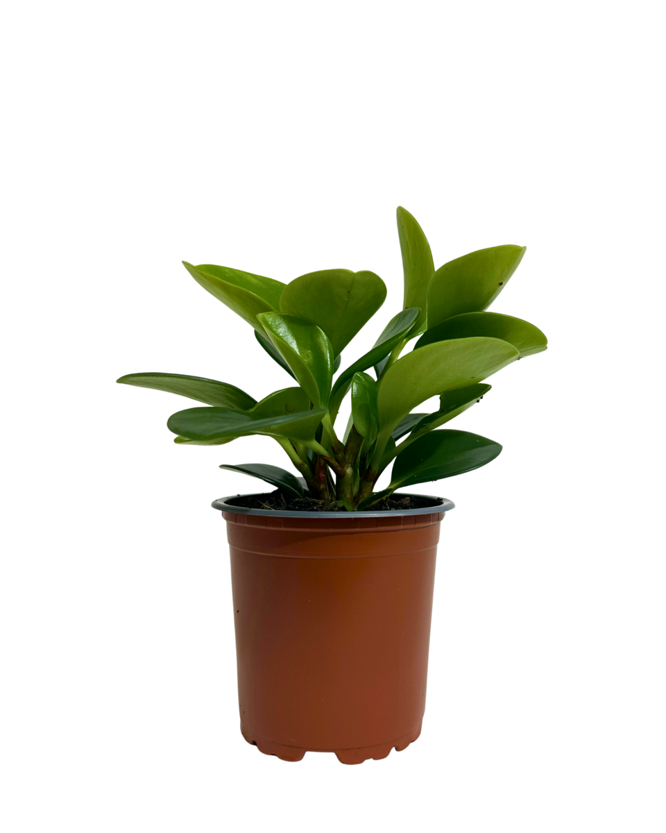 Peperomia Obtusifolia Jade in a 100mm pot