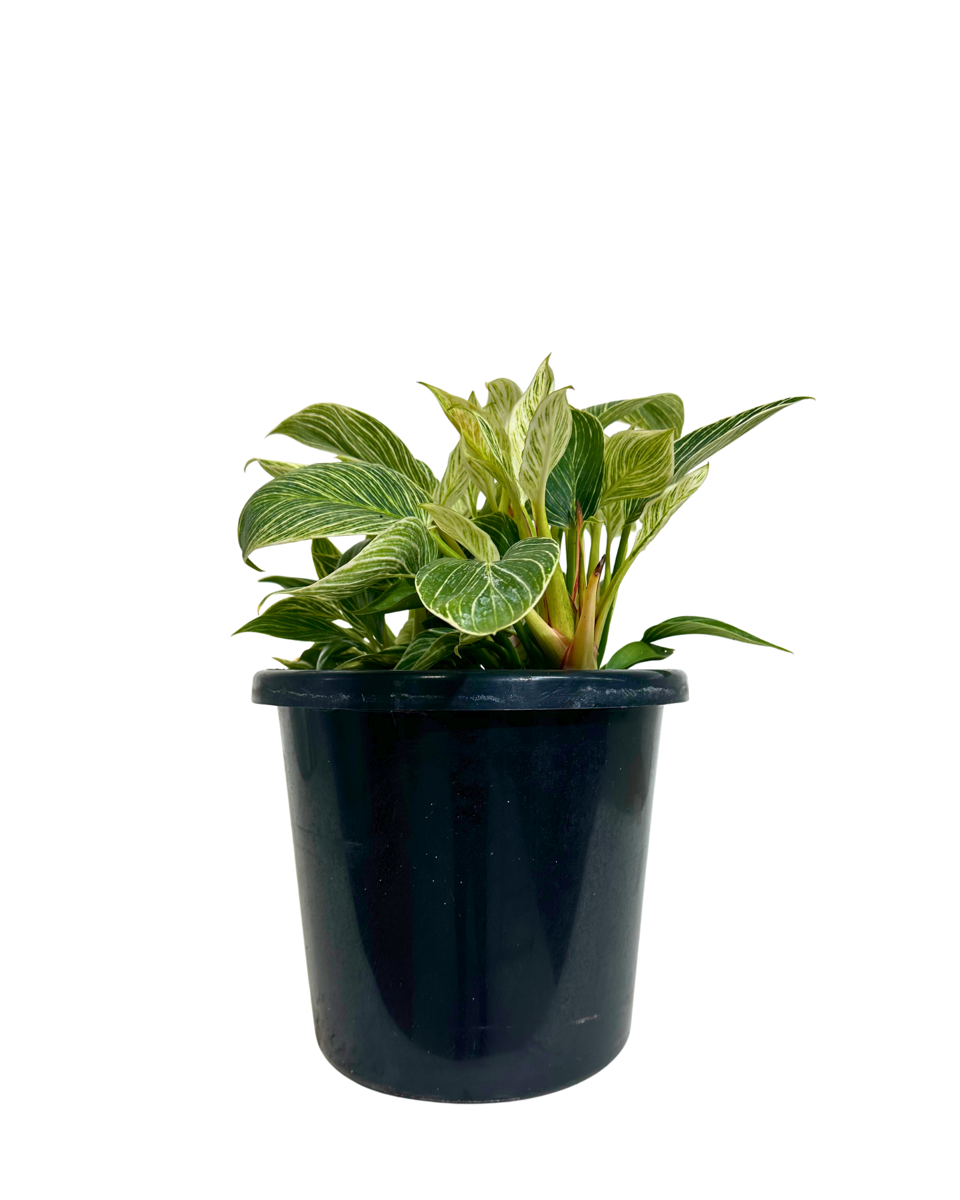 Philodendron Birkin in a 250mm pot