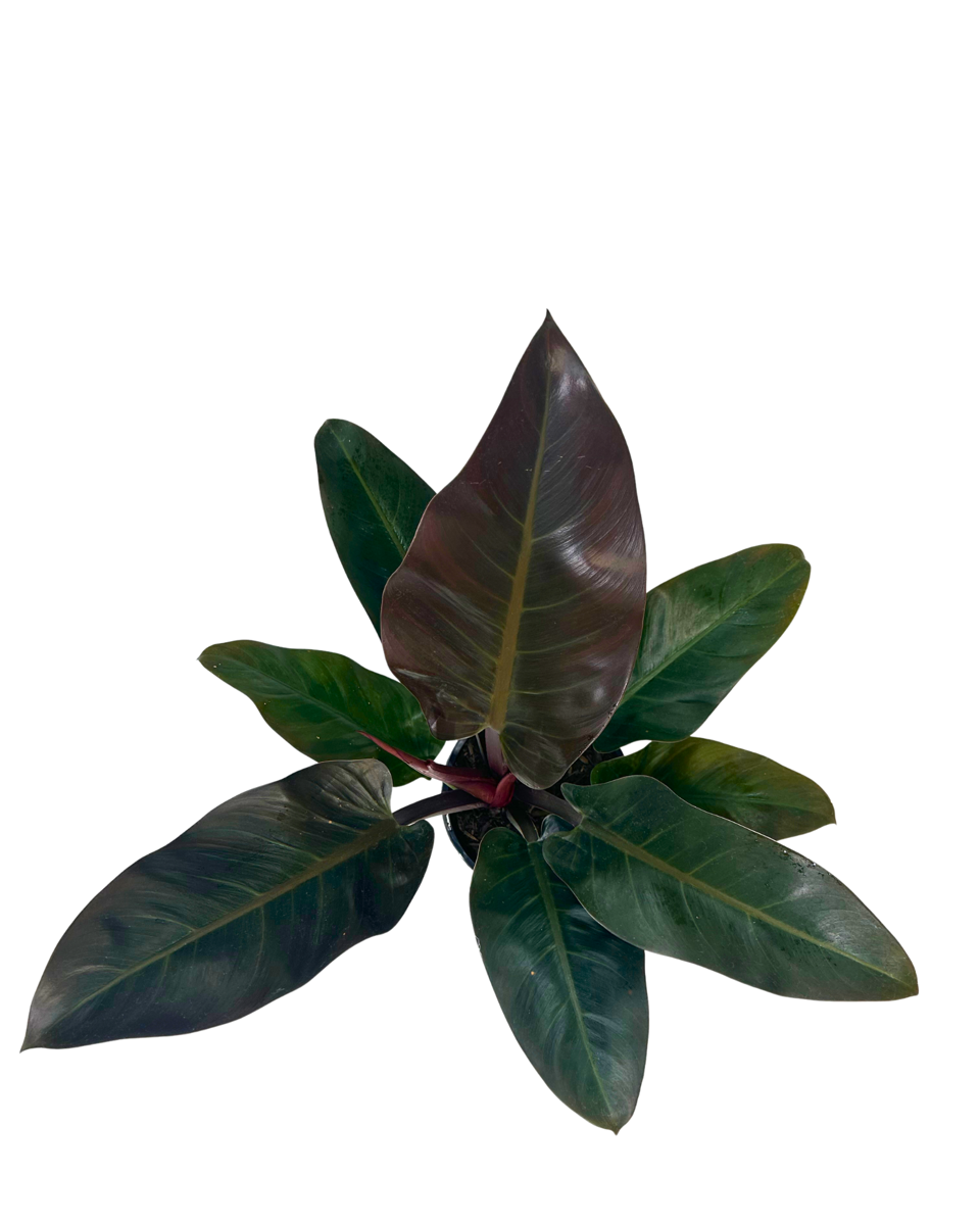 Philodendron Imperial Red viewed from above