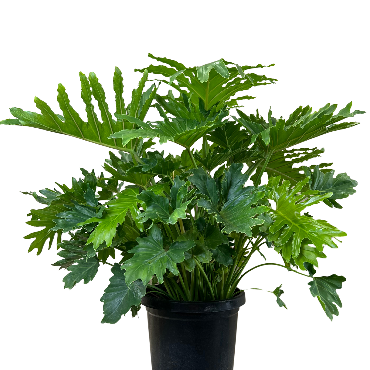Philodendron Shangri La | Indoor Plant Perth