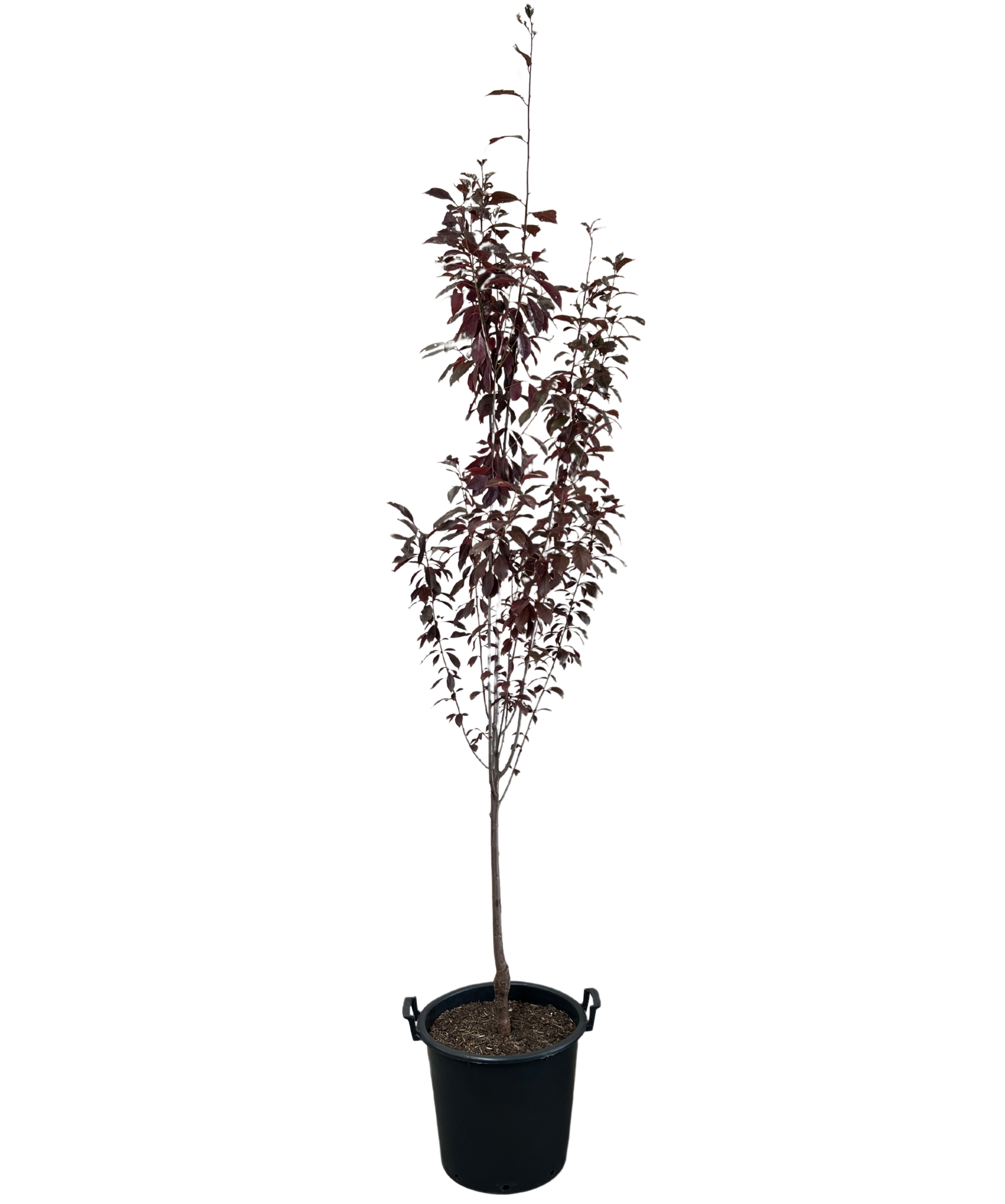 Oakville Crimson Spire - Prunus Crimson Spires