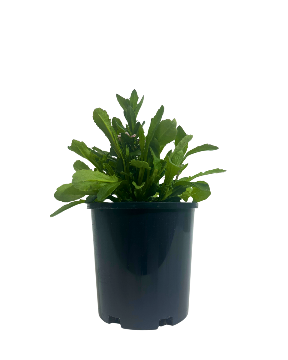 Scaevola Aussie Salute Pink in a 130mm pot