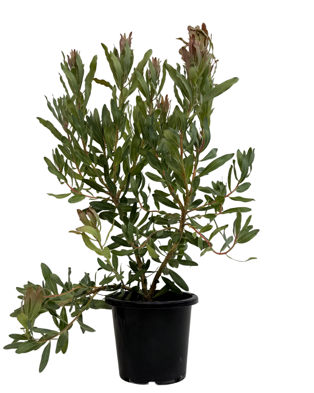Protea Susara