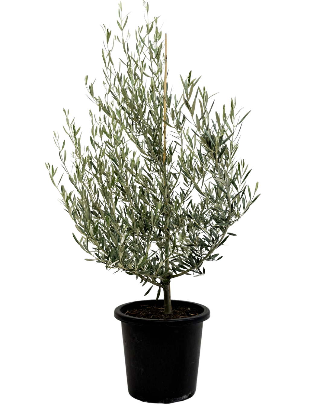 Olive Tolleys Upright