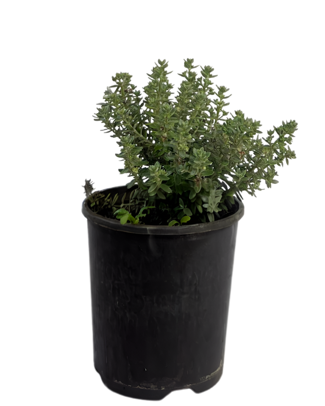 Westringia Grey Box