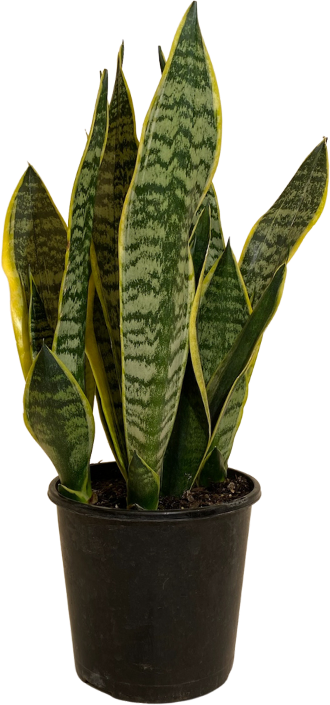 Mother in Laws Tongue - Sansevieria Superba