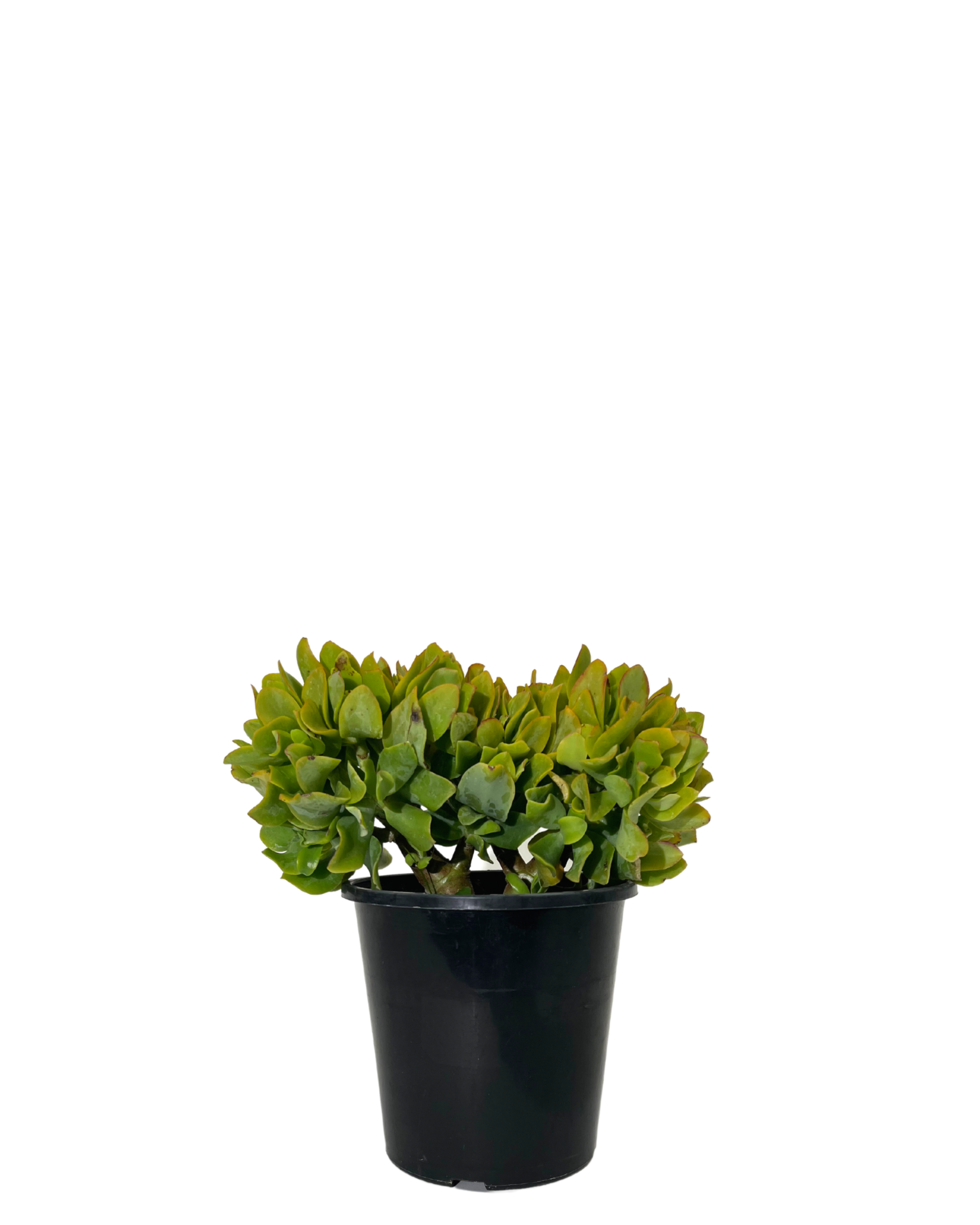 Crassula Jitters